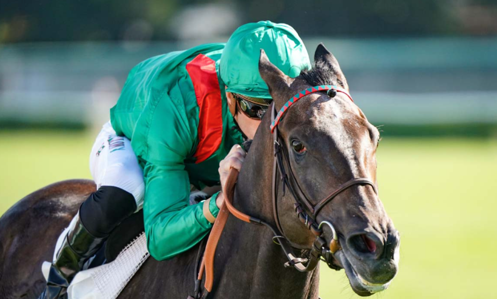 jolieturfgagnant || joli turf gagnant || jolieturf